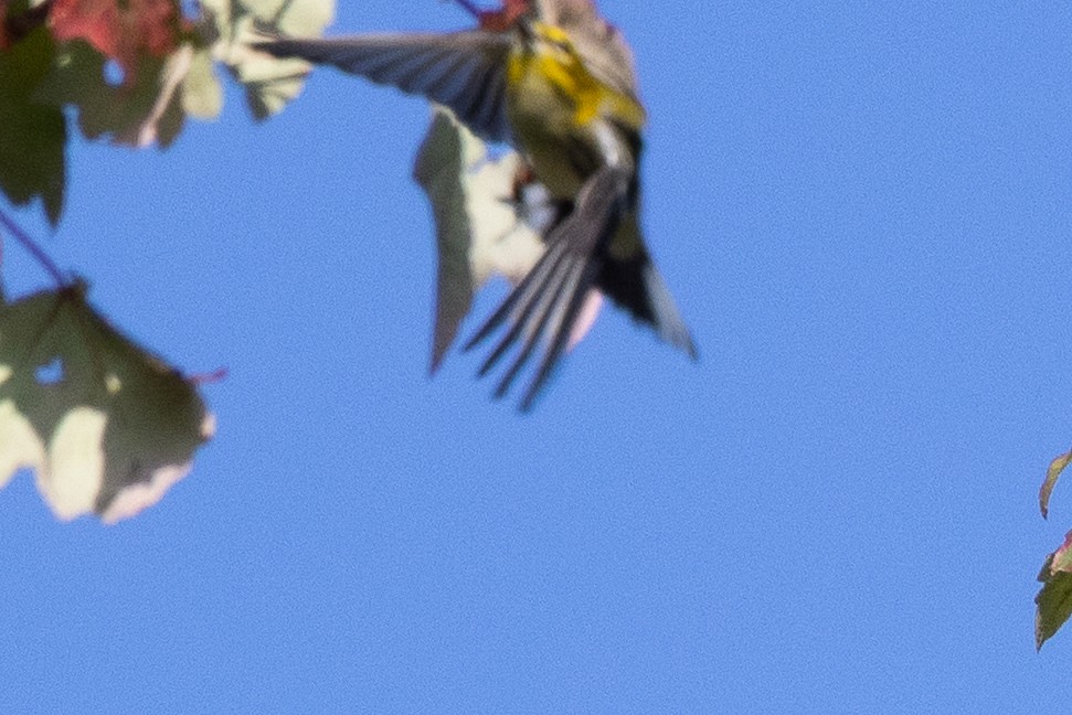 Blackburnian Warbler - ML642607219