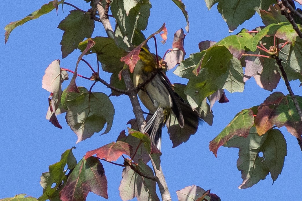 Blackburnian Warbler - ML642607220