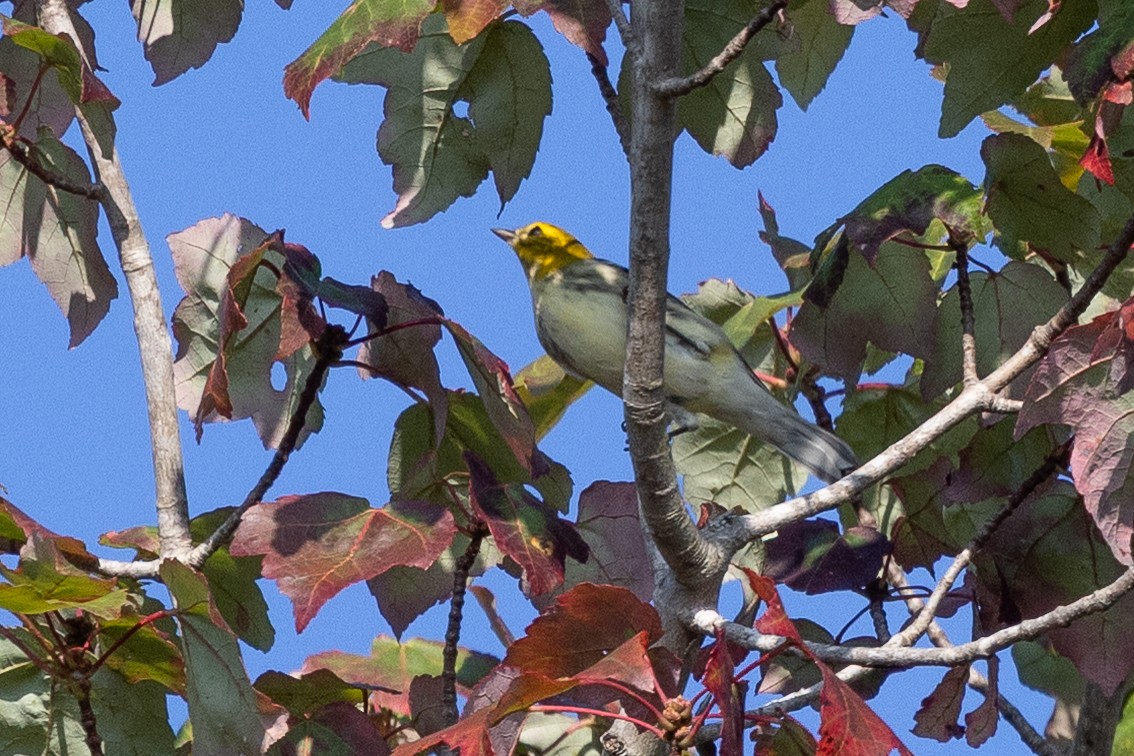 Blackburnian Warbler - ML642607221