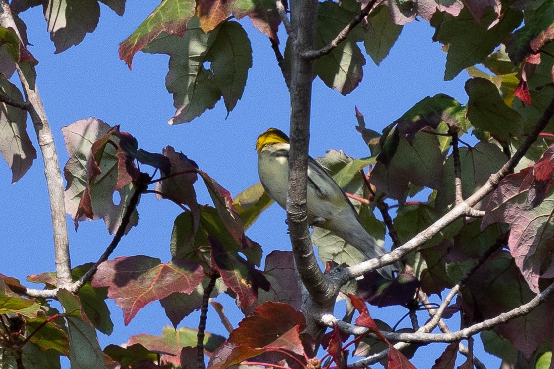 Blackburnian Warbler - ML642607222