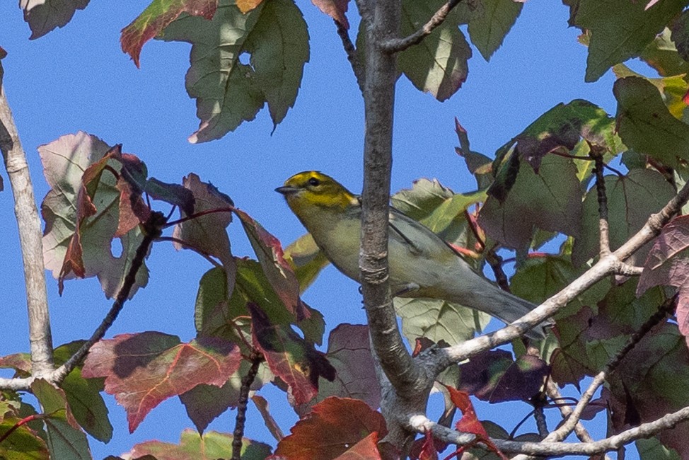 Blackburnian Warbler - ML642607223