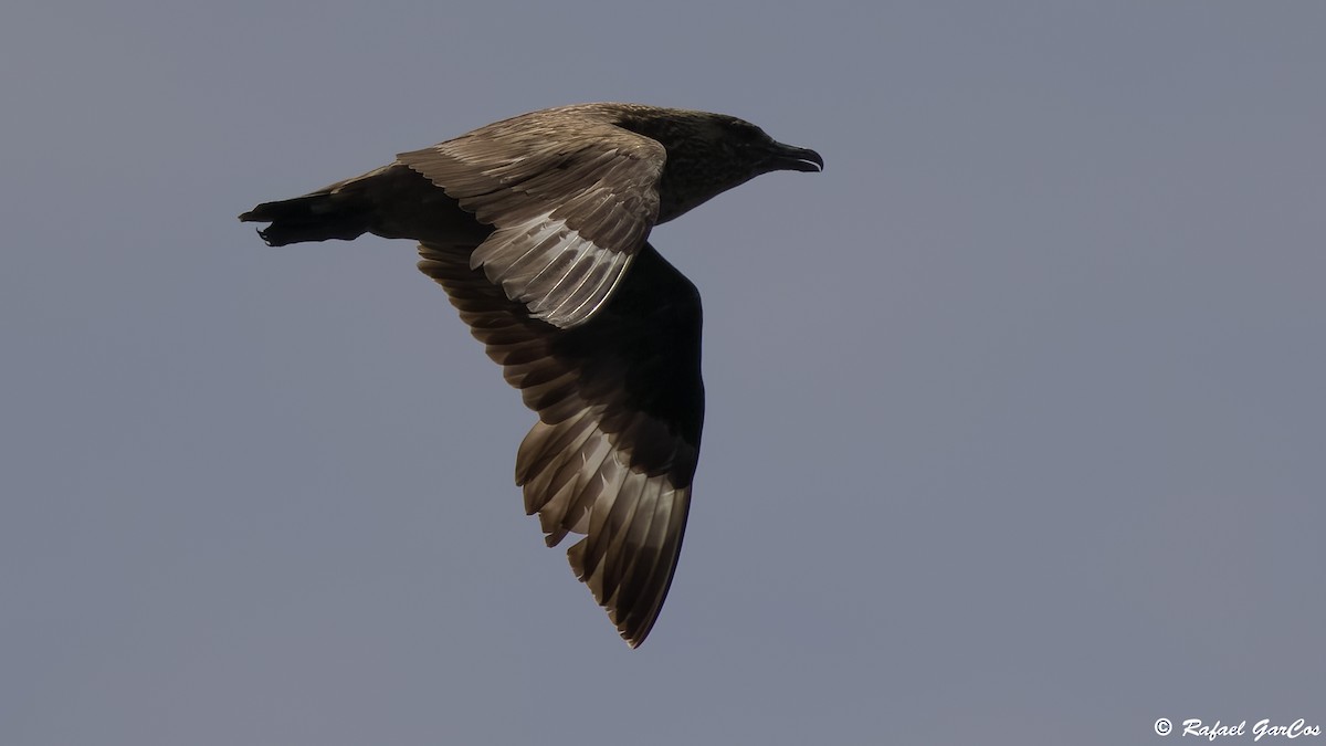 Great Skua - ML642607230