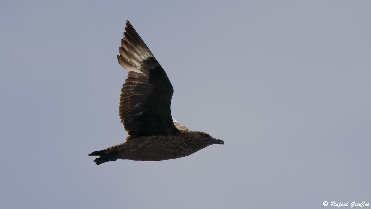 Great Skua - ML642607231