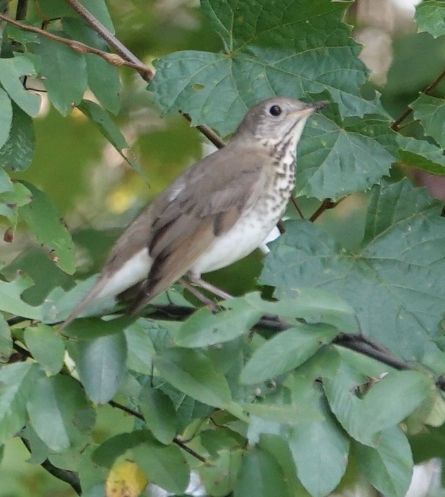 Gray-cheeked Thrush - ML642607241