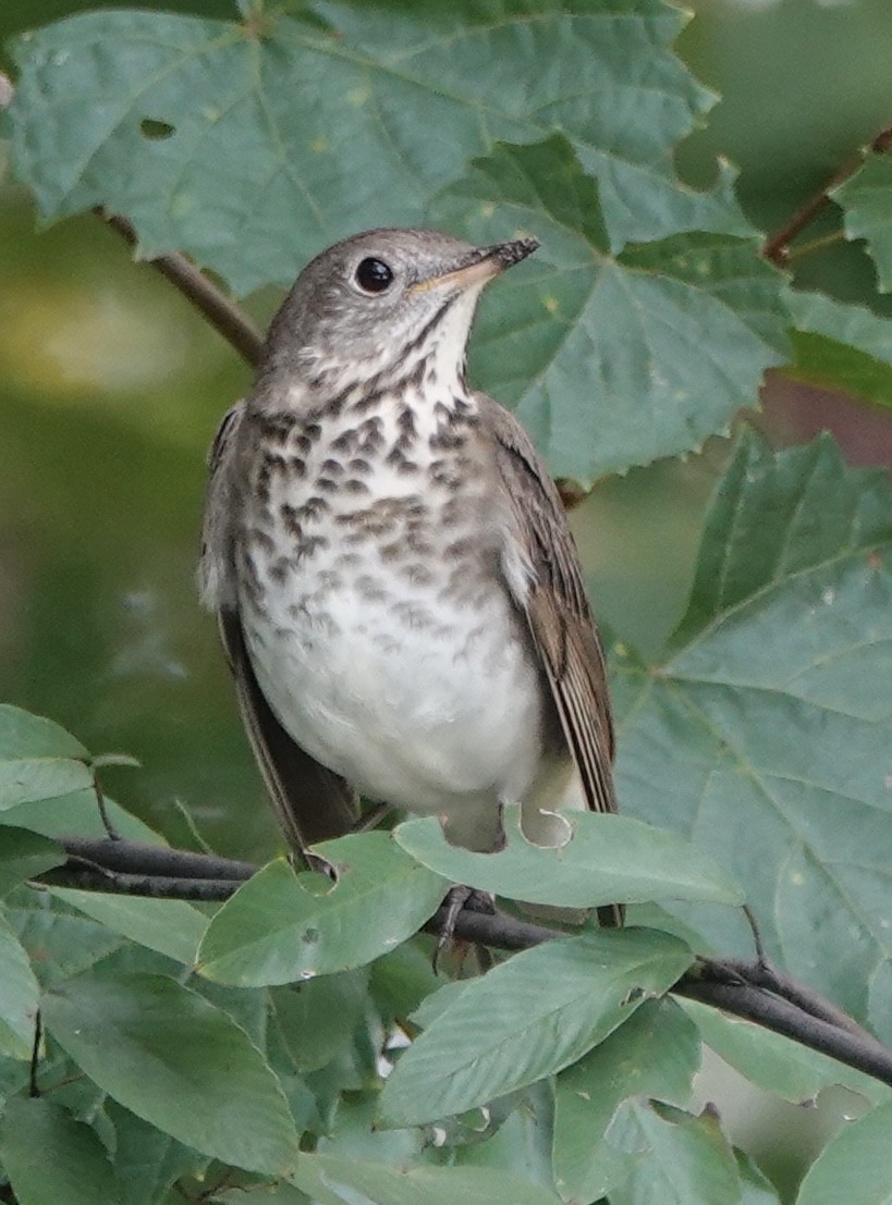 Gray-cheeked Thrush - ML642607242