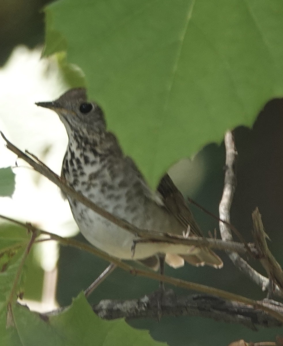 Gray-cheeked Thrush - ML642607243