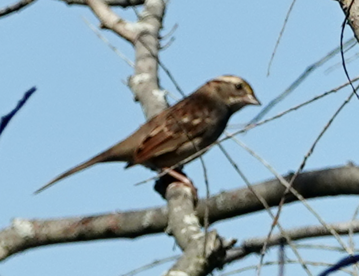 White-throated Sparrow - ML642607250