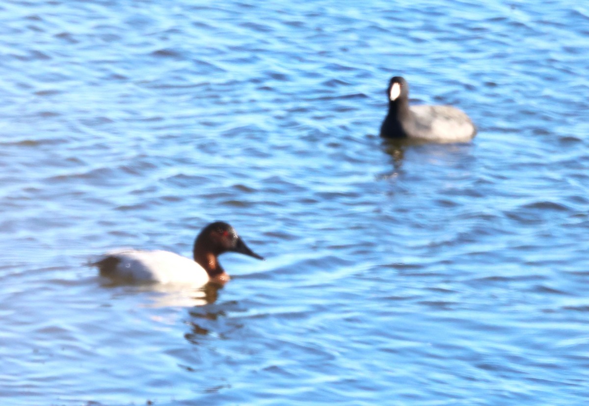 Canvasback - ML642607254
