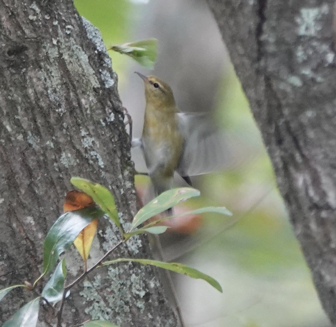 Tennessee Warbler - ML642607262