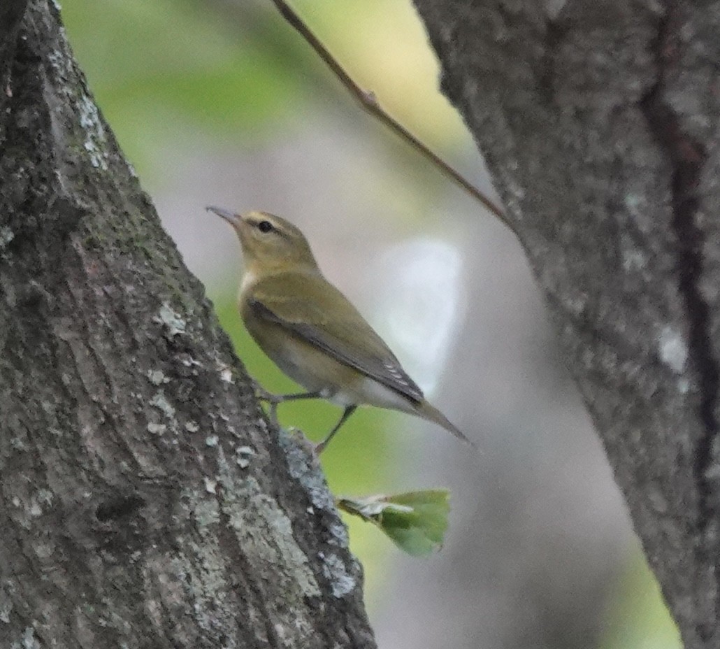 Tennessee Warbler - ML642607263