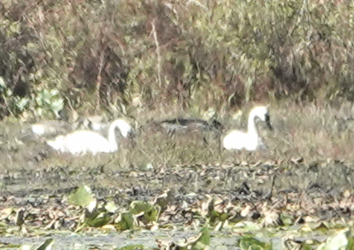 Trumpeter Swan - ML642607266
