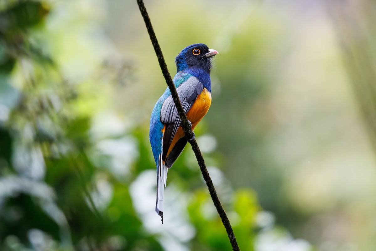 Surucua Trogon - ML642607279