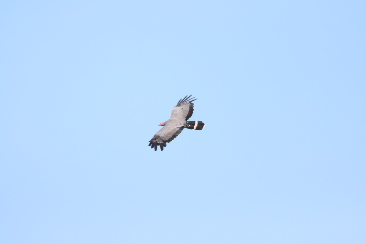 African Harrier-Hawk - ML642607283