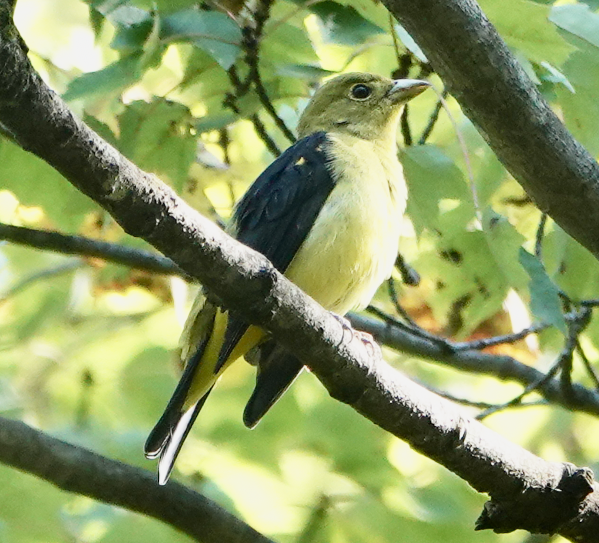 Scarlet Tanager - ML642607284