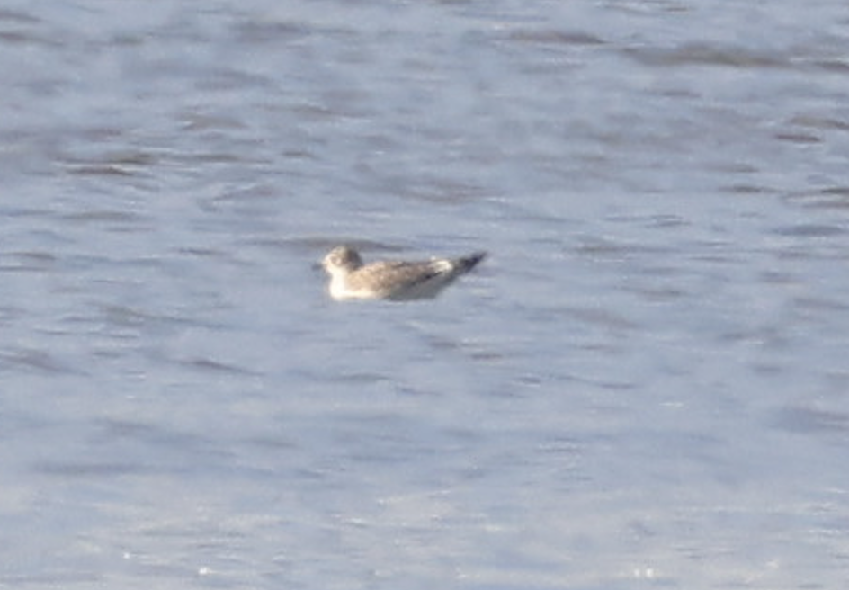 Sabine's Gull - ML642607285