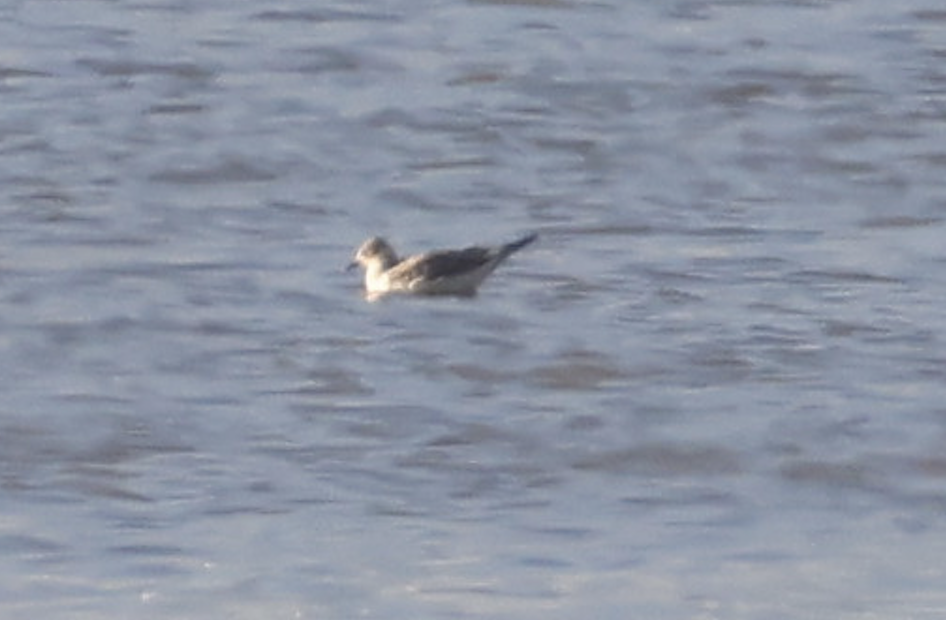 Sabine's Gull - ML642607286