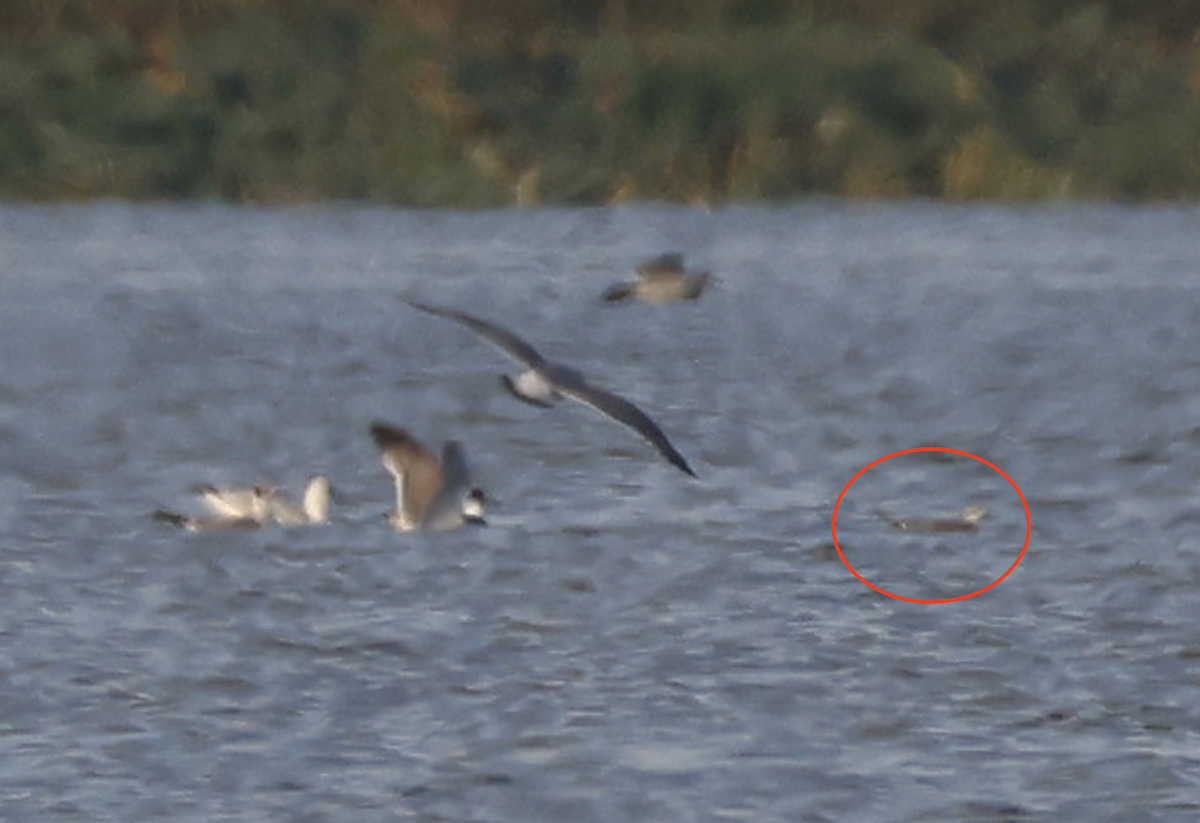 Sabine's Gull - ML642607287