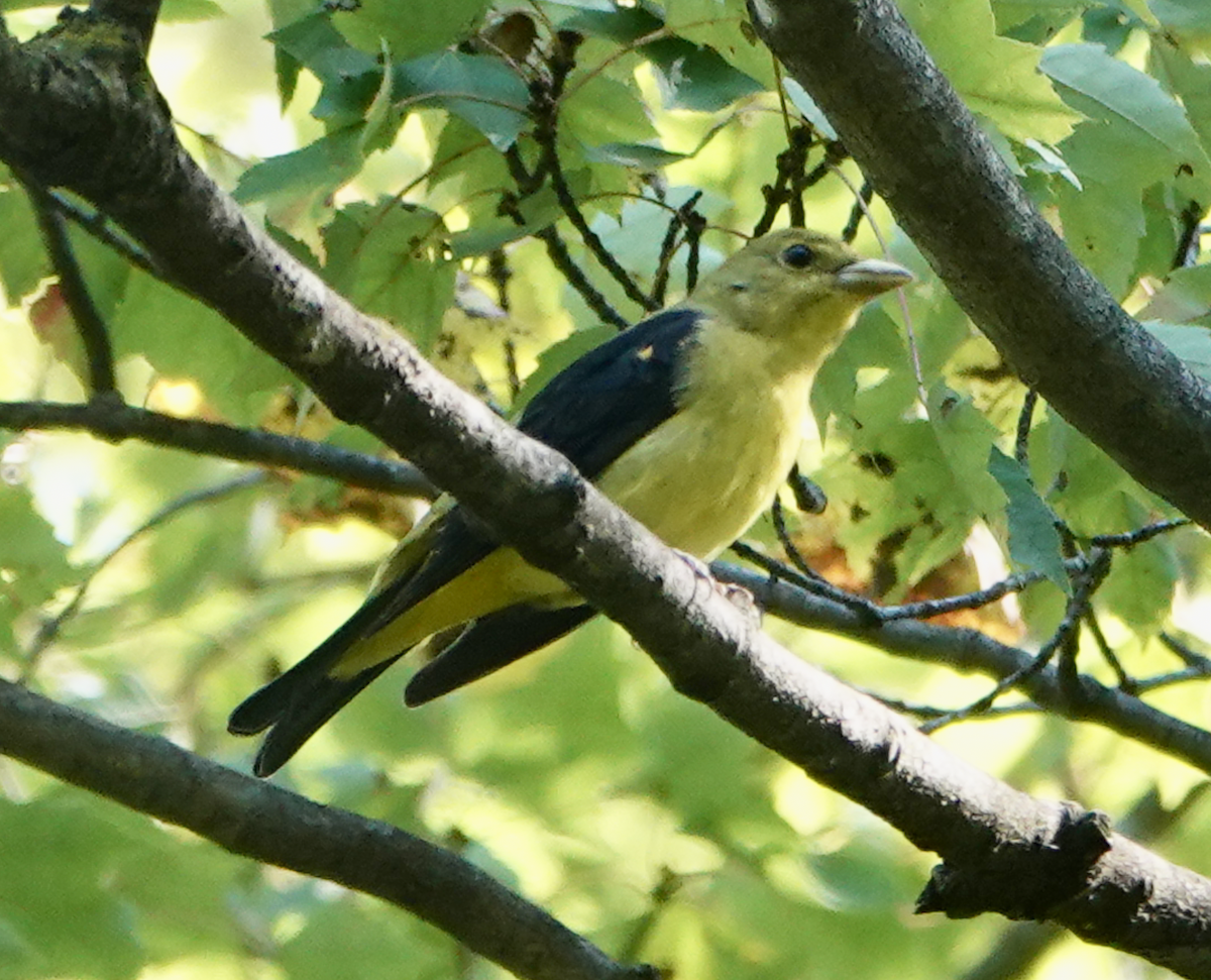 Scarlet Tanager - ML642607288