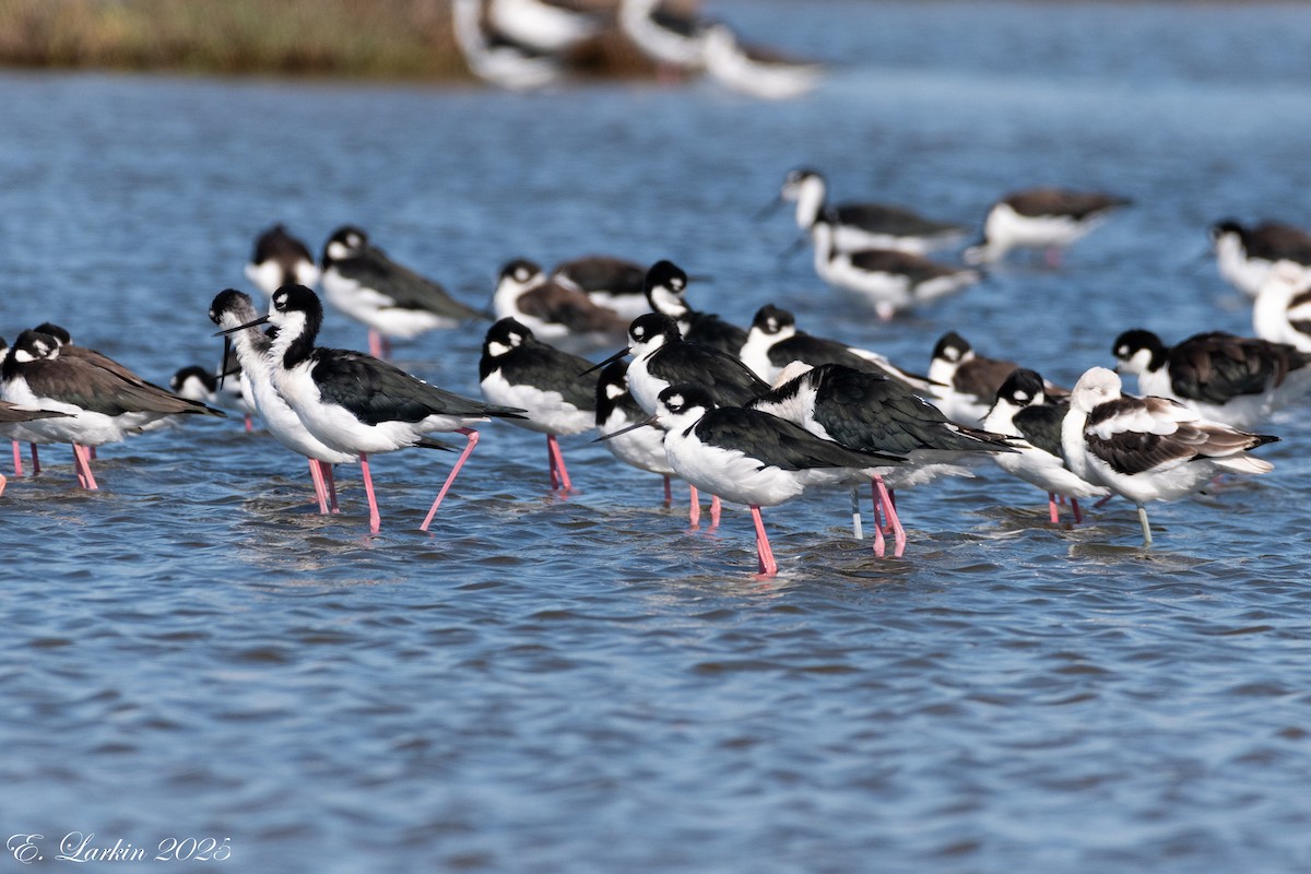 Black-necked Stilt - ML642607311