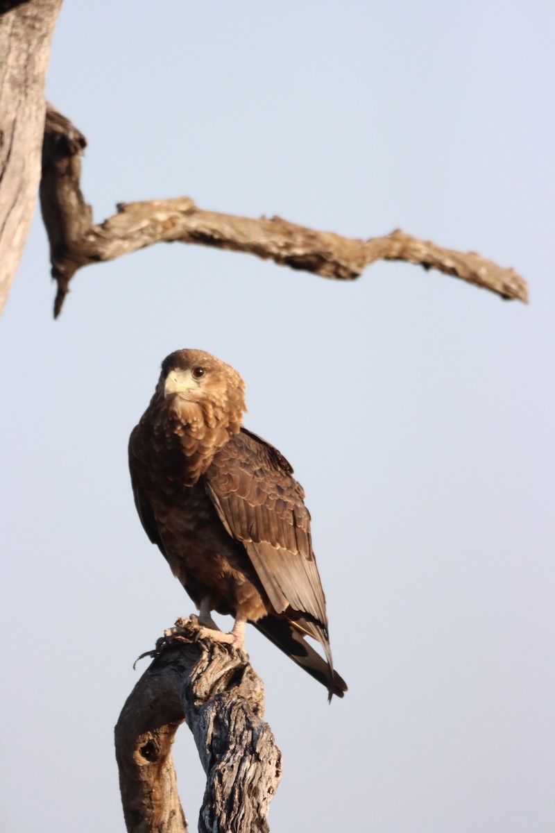 Bateleur - ML642607321