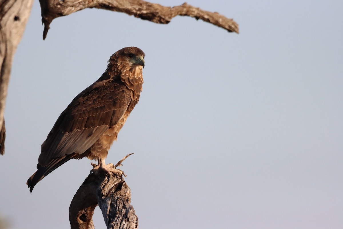 Bateleur - ML642607323