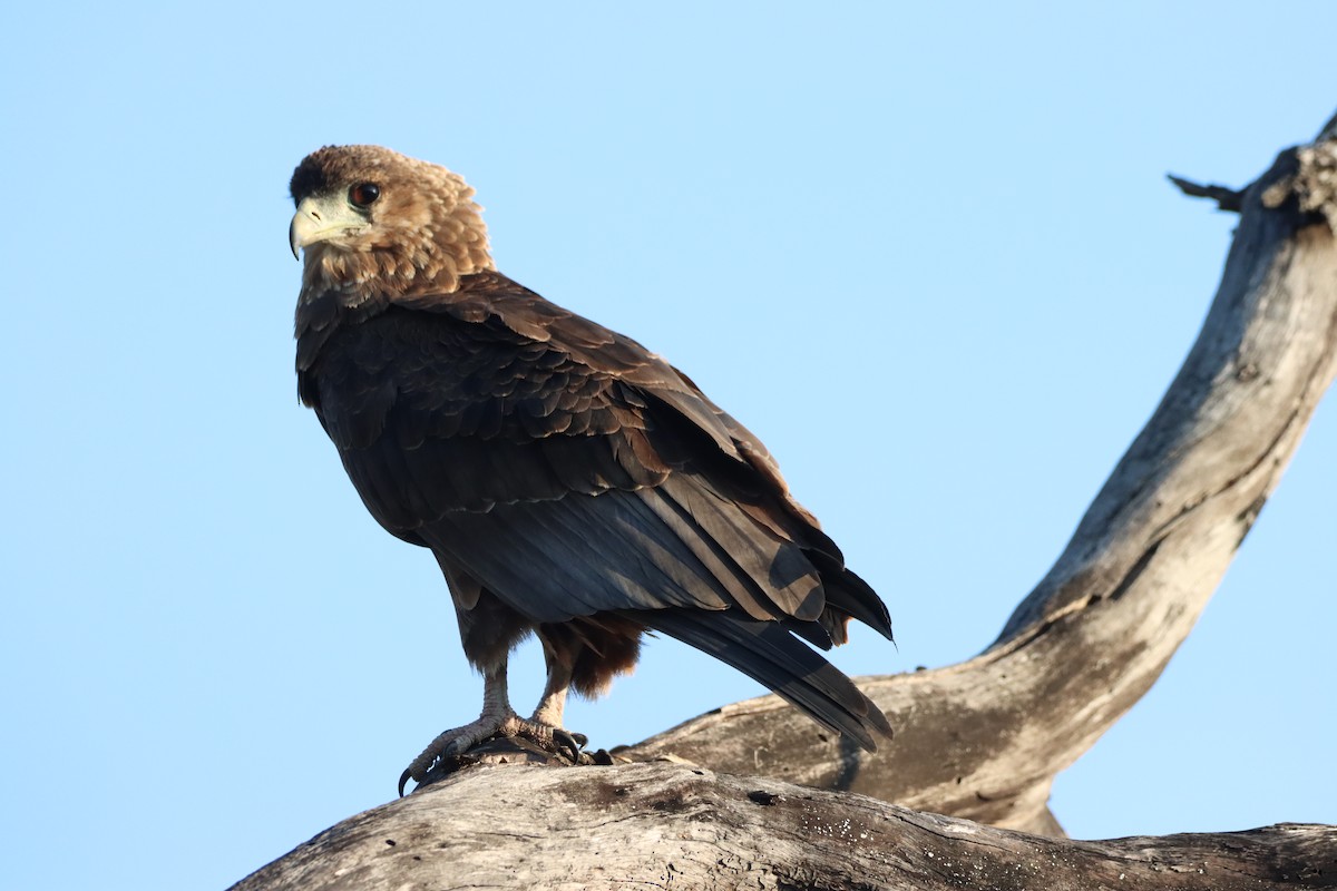 Bateleur - ML642607324