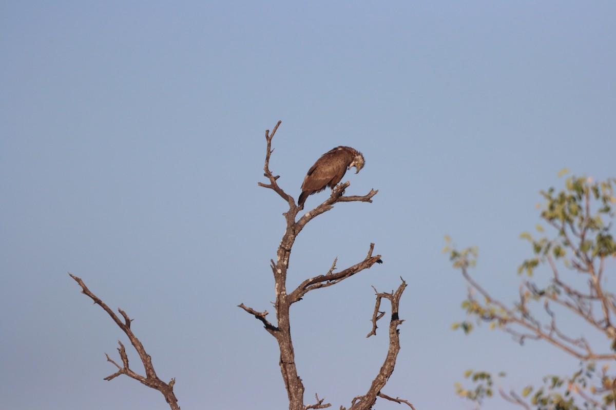 Brown Snake-Eagle - ML642607351