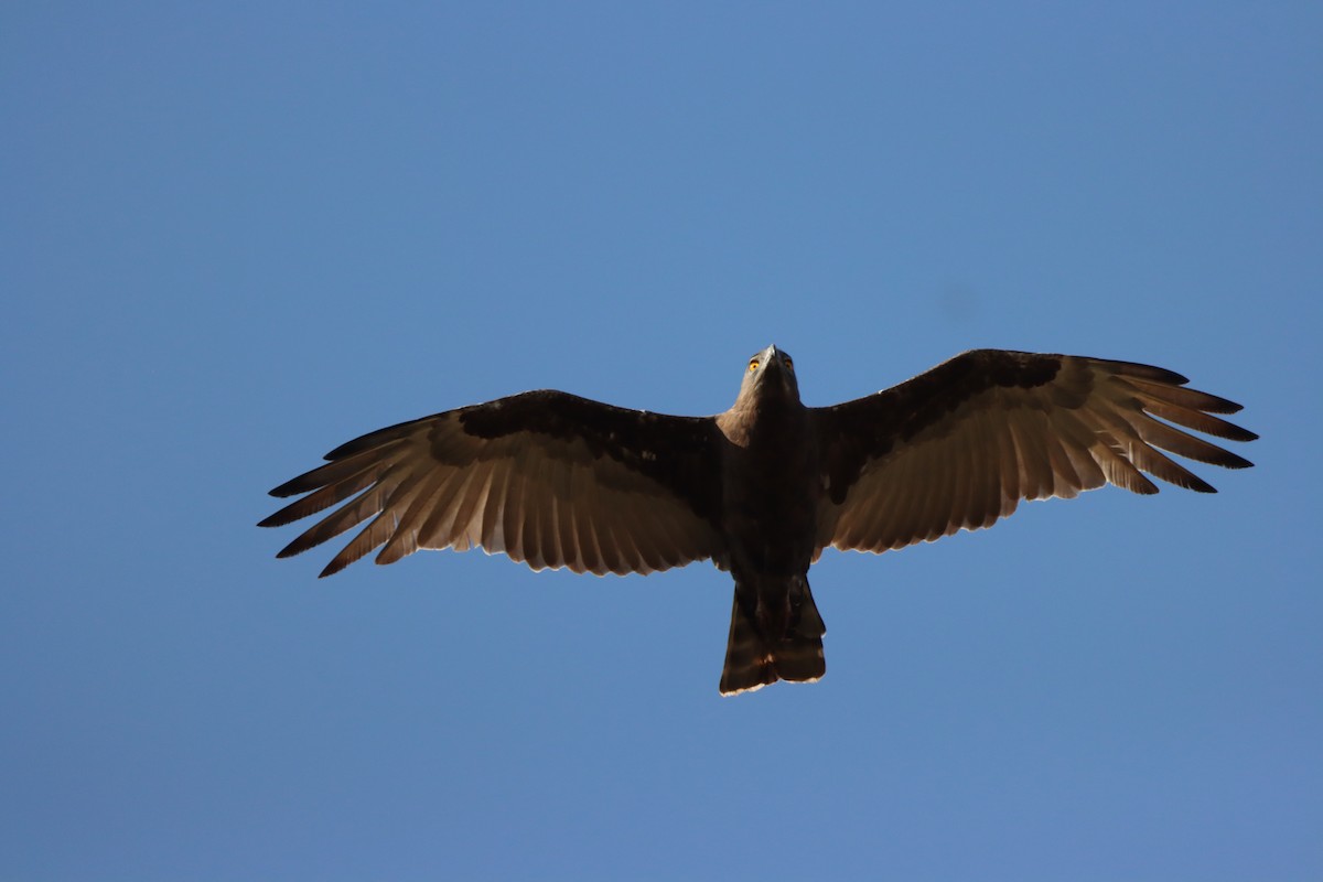 Brown Snake-Eagle - ML642607352