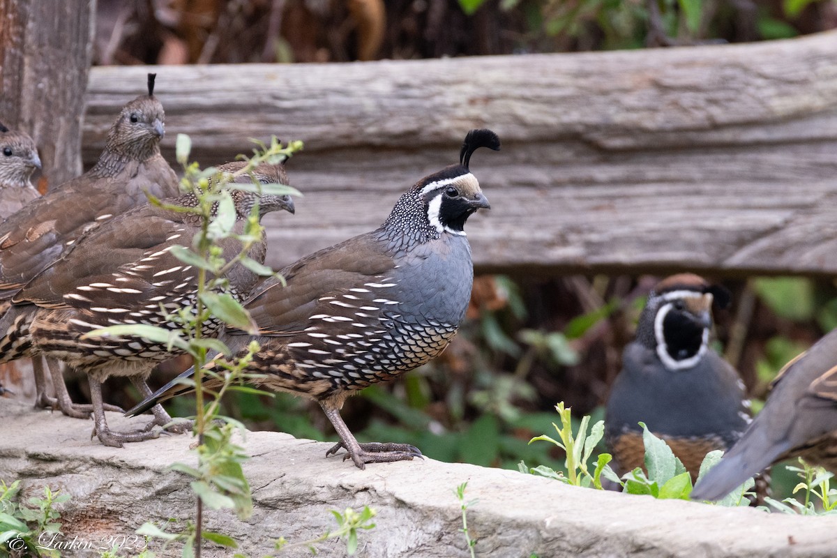 California Quail - ML642607354