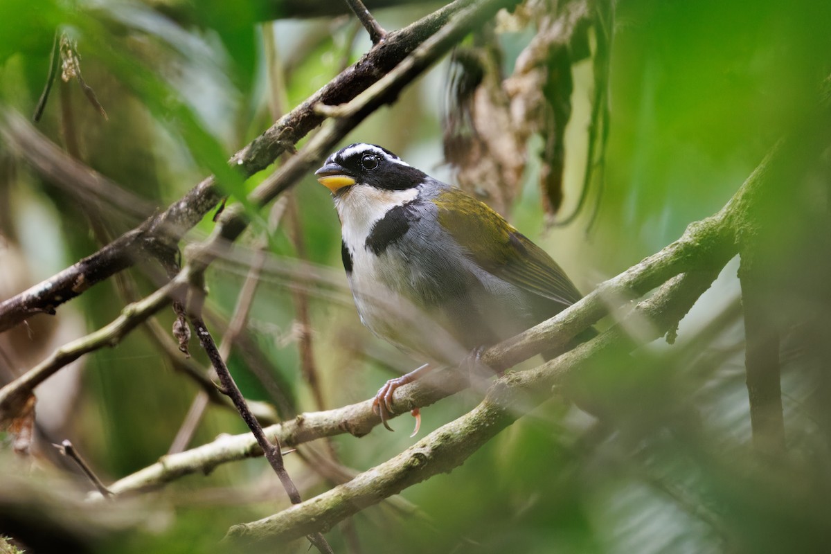 Half-collared Sparrow - ML642607365
