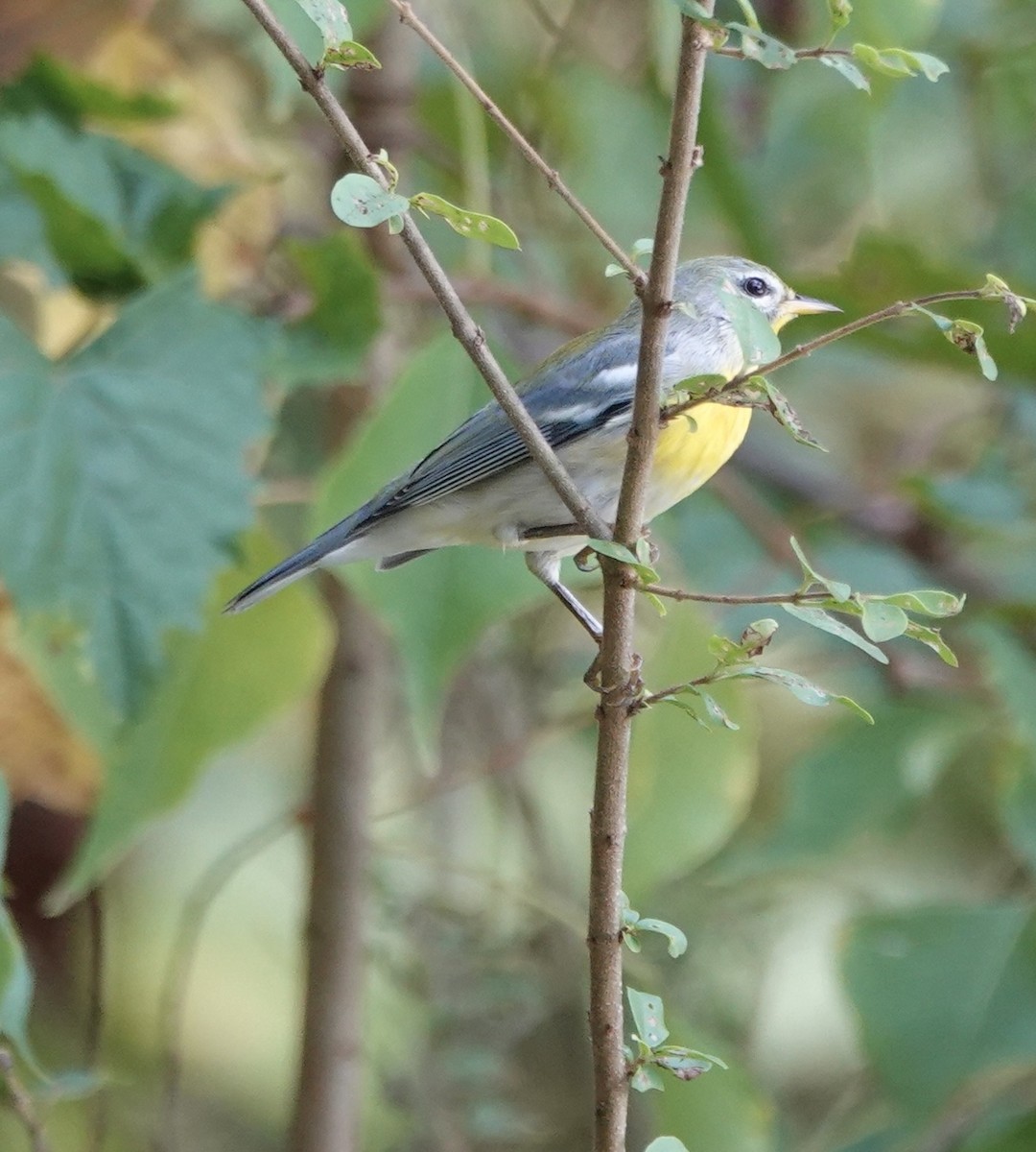 Northern Parula - ML642607368