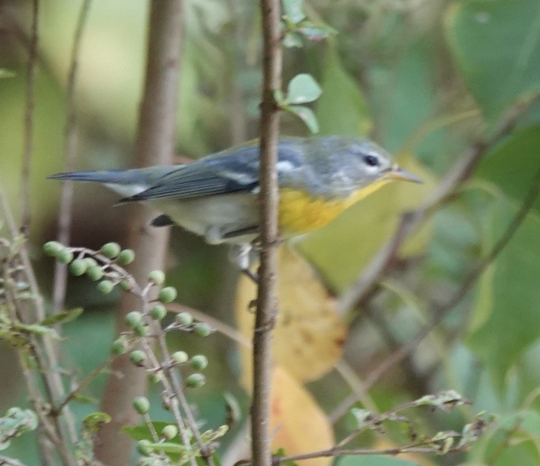 Northern Parula - ML642607369