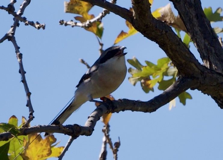 Loggerhead Shrike - ML642607378