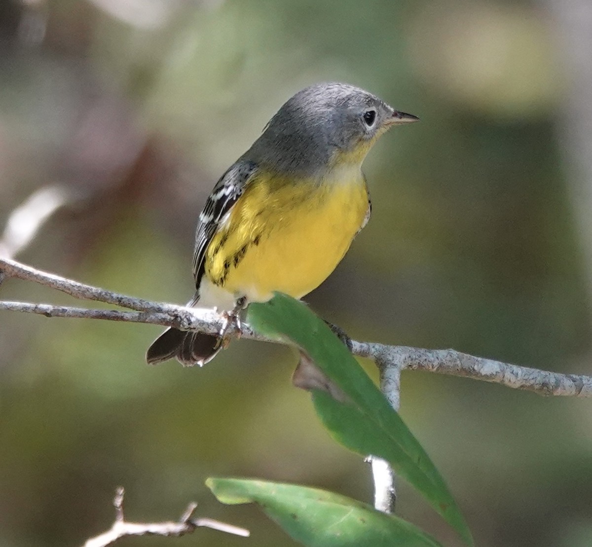 Magnolia Warbler - ML642607380