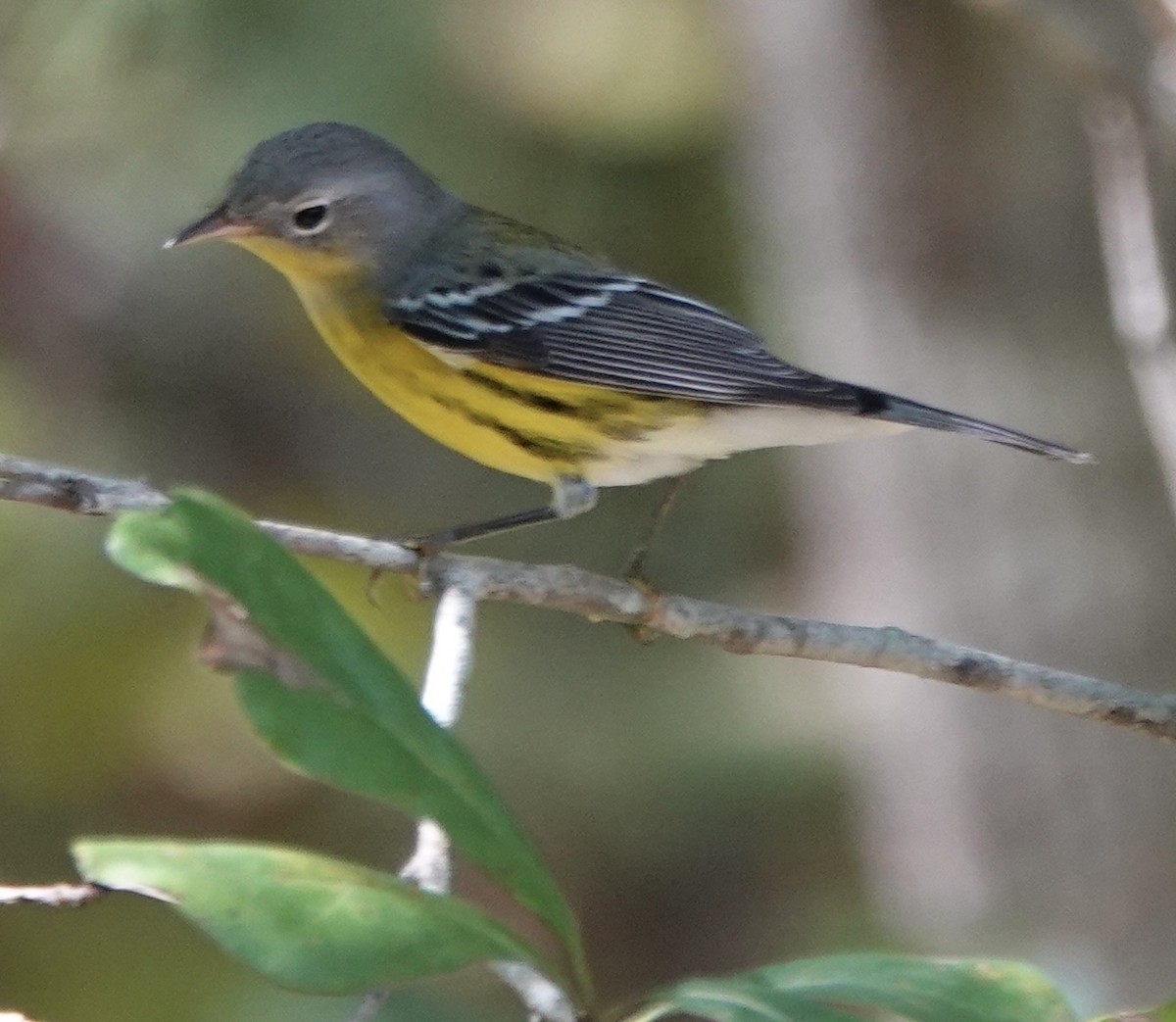 Magnolia Warbler - ML642607381