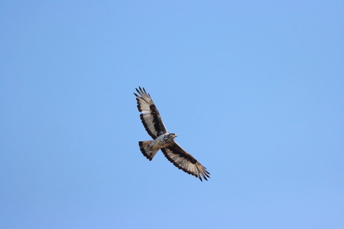 African Hawk-Eagle - ML642607383