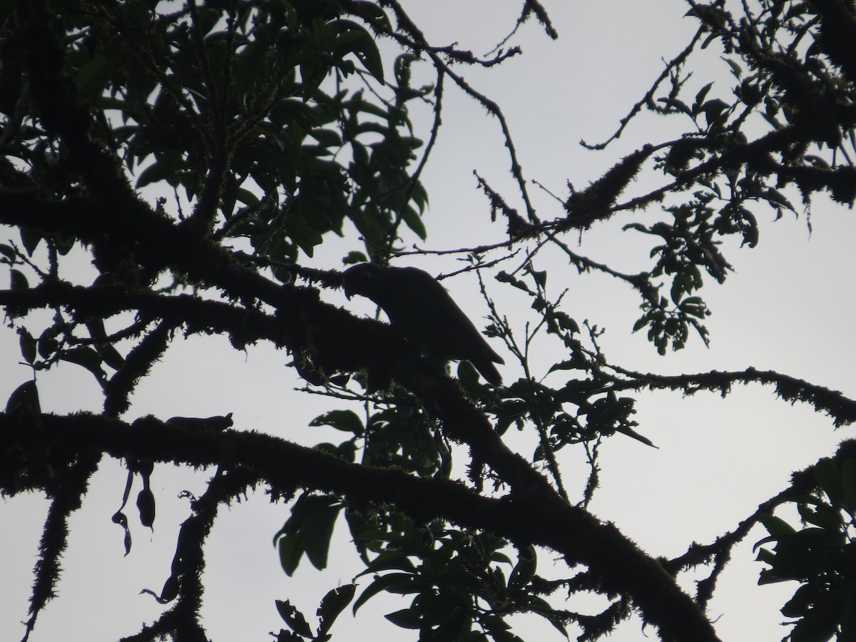 Brown-hooded Parrot - ML642607384