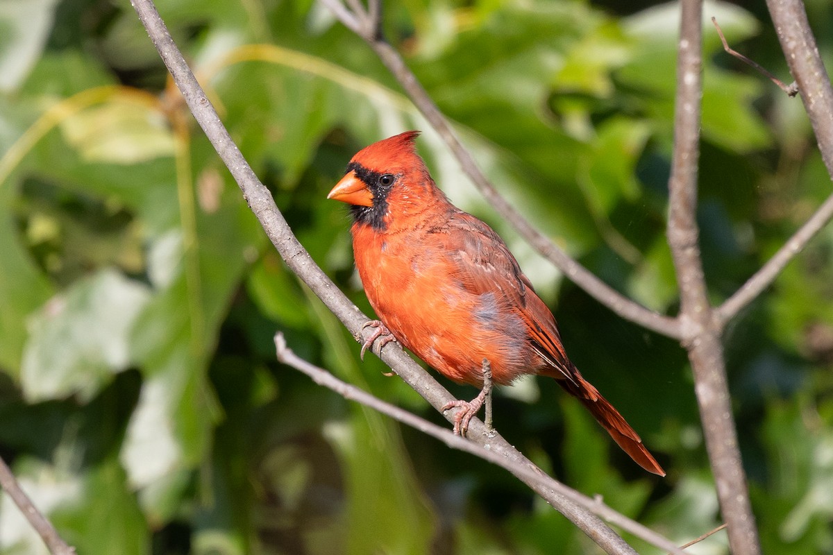 Northern Cardinal - ML642607422