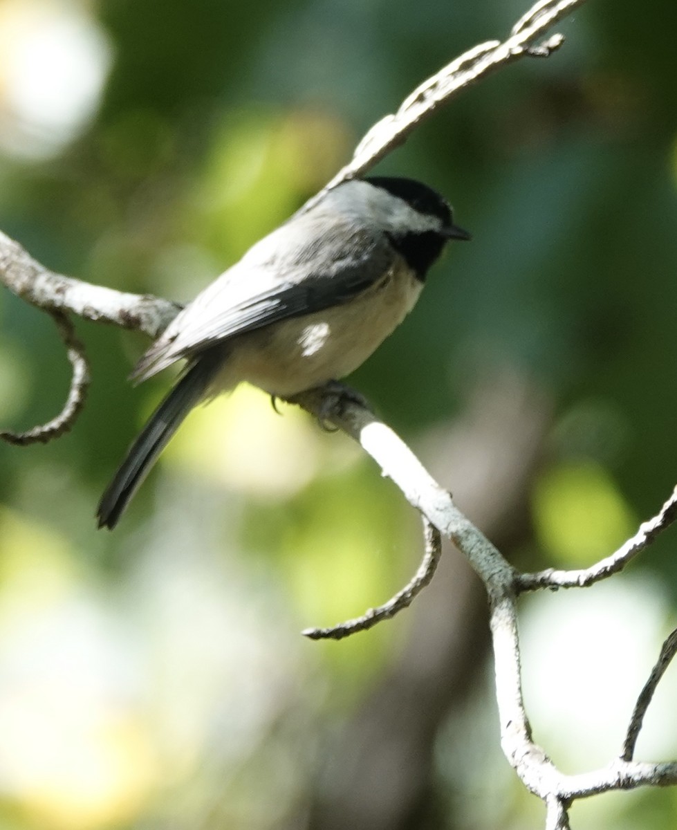 Carolina Chickadee - ML642607428