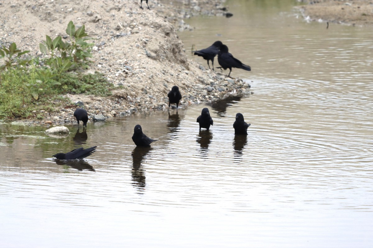 American Crow - ML642607443