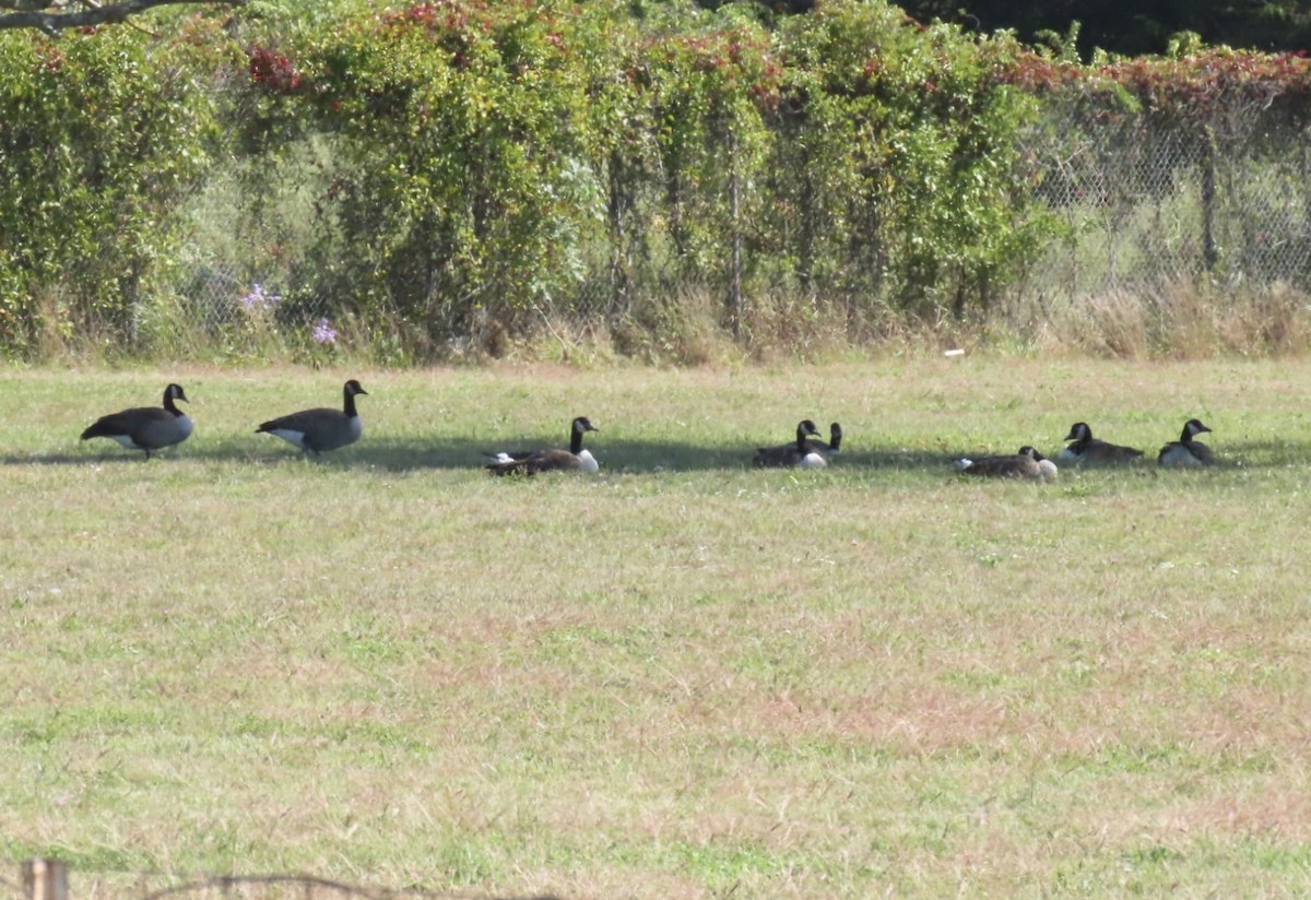 Canada Goose - ML642607458