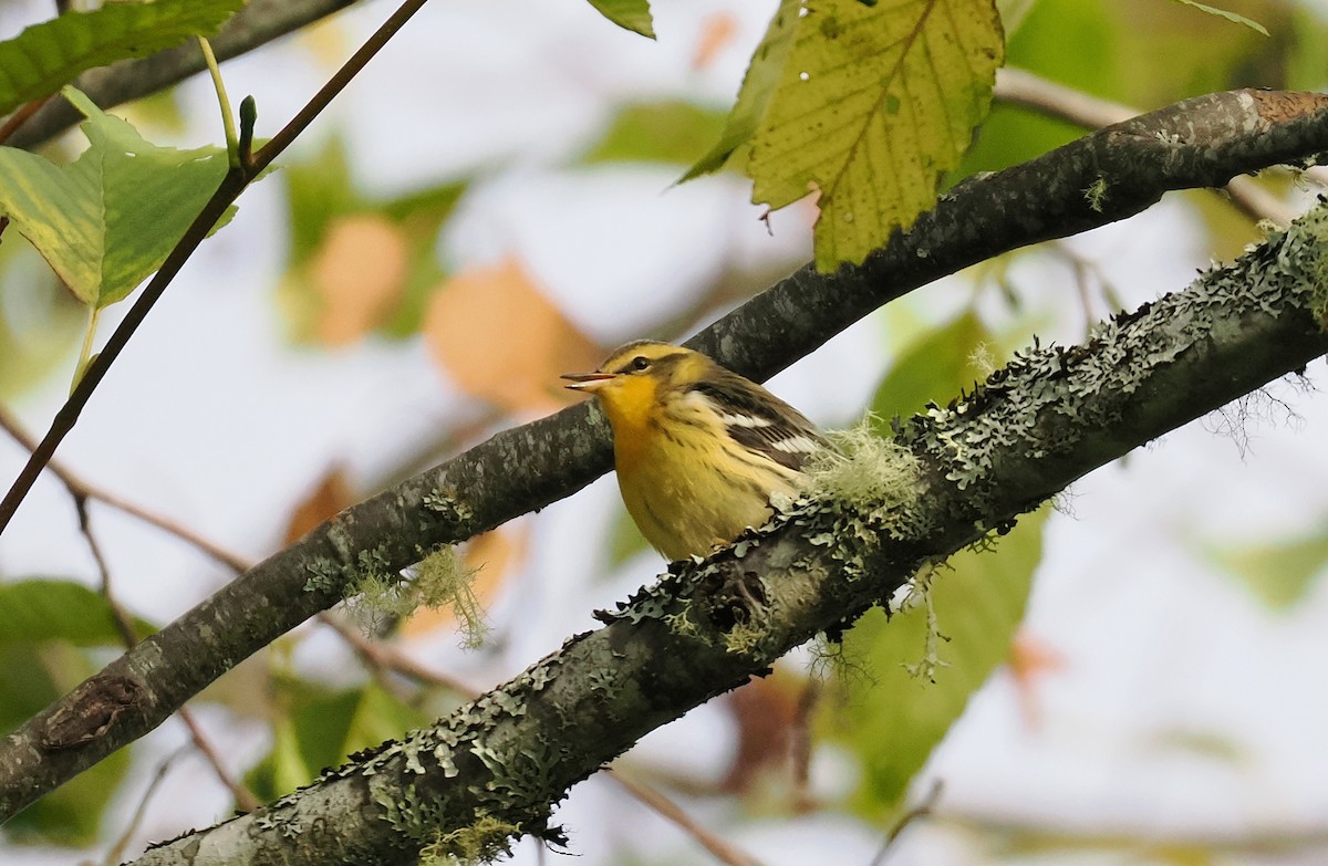 Blackburnian Warbler - ML642607462