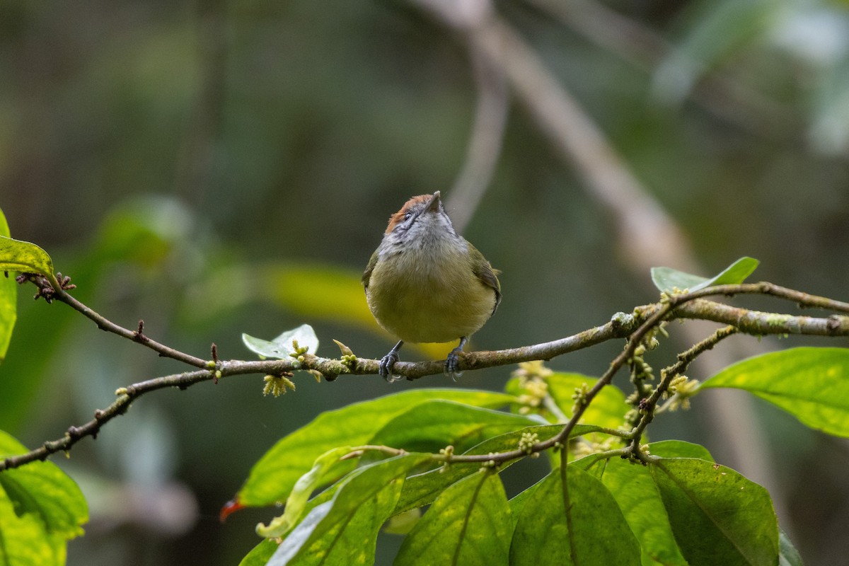 Rufous-crowned Greenlet - ML642607464