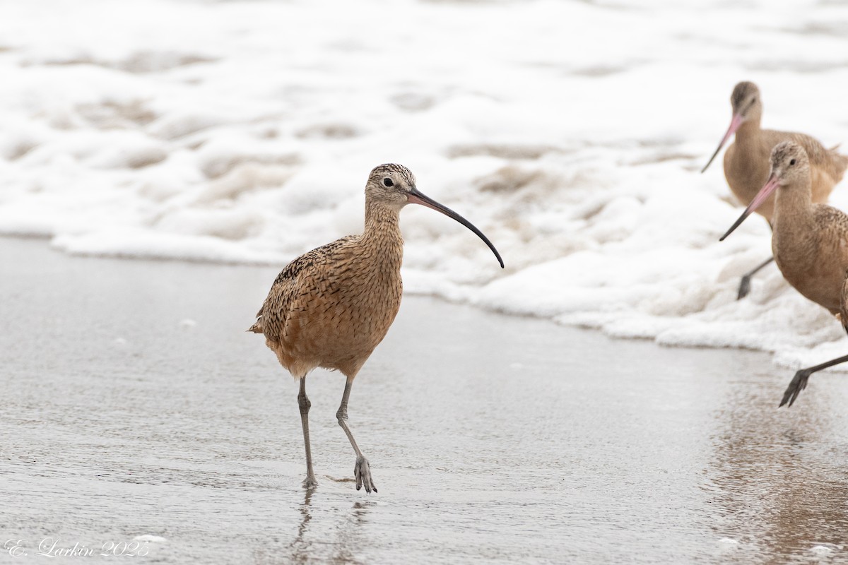 Long-billed Curlew - ML642607513