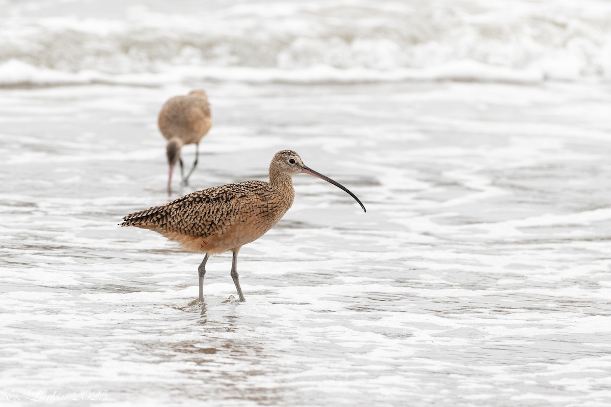 Long-billed Curlew - ML642607517