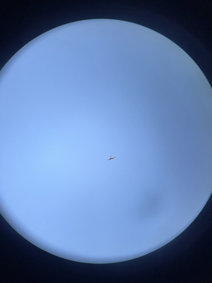 шонхор - ML642607541