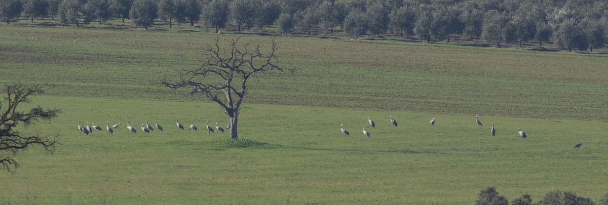 Хархираа тогоруу - ML642607571