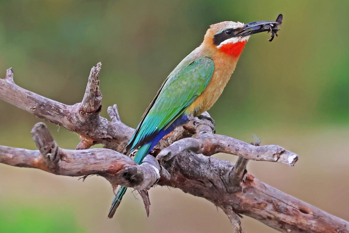 White-fronted Bee-eater - ML642607619