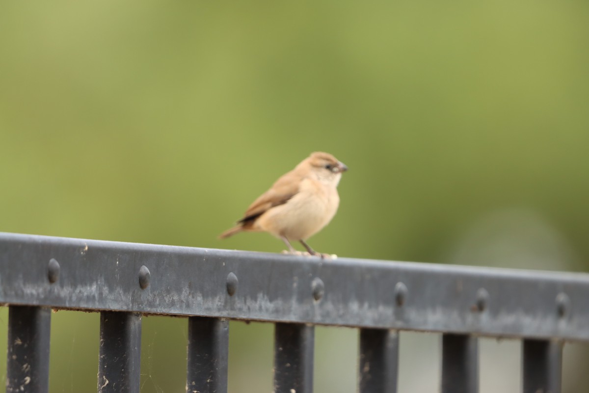 Pin-tailed Whydah - ML642607639