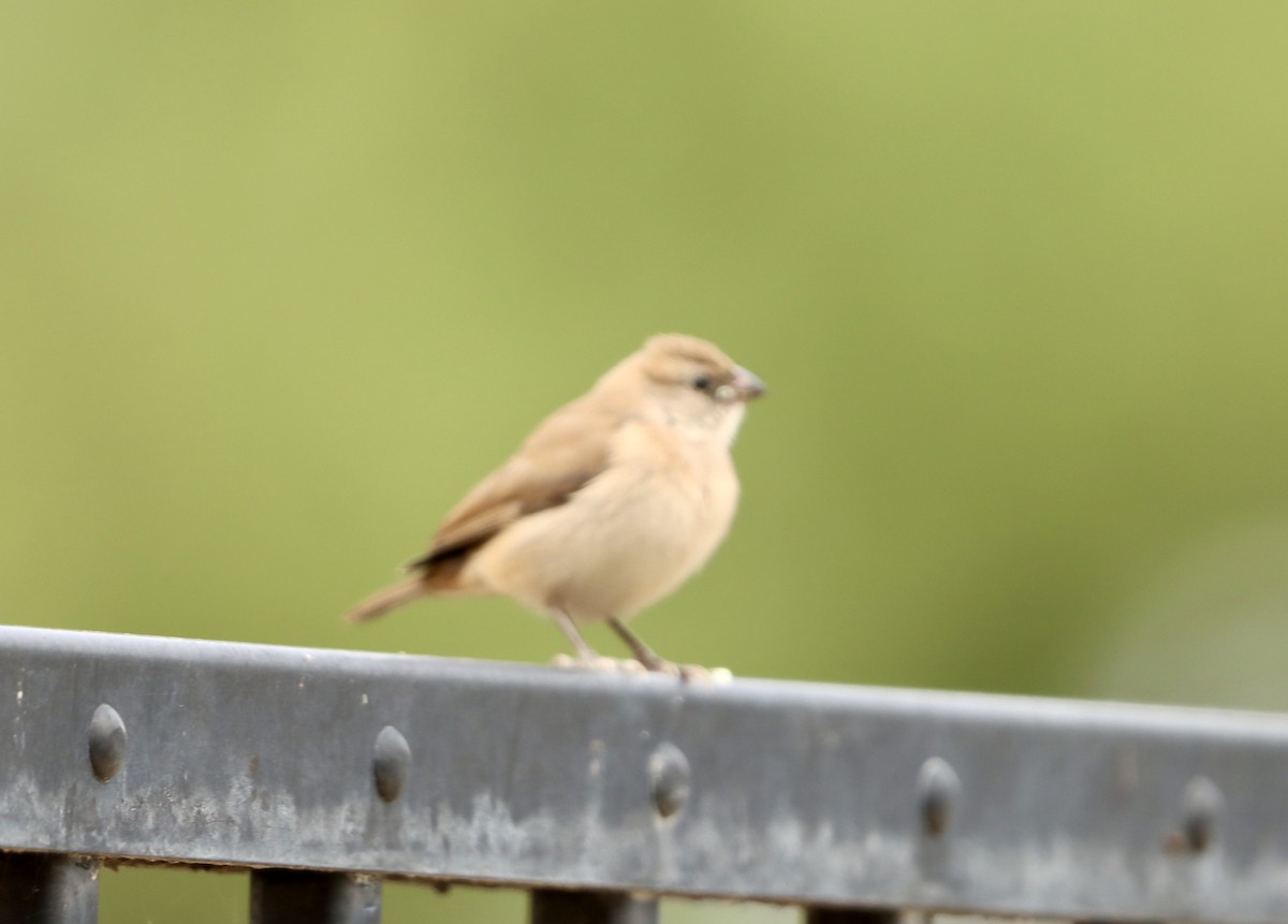 Pin-tailed Whydah - ML642607640